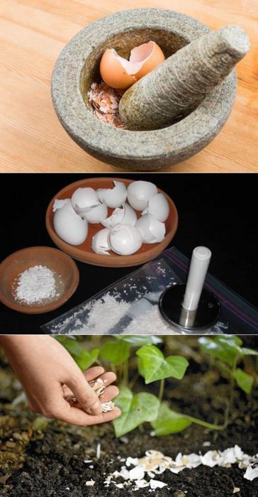 10 Великолепных идей использования яичной скорлупы